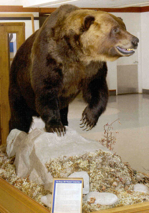 Airport Grizzly Bear, Student heterogeneity