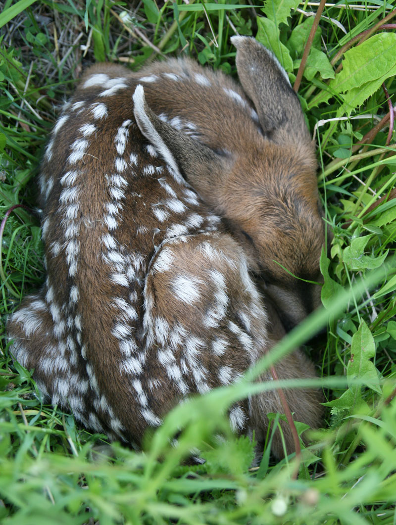 Motionless fawn