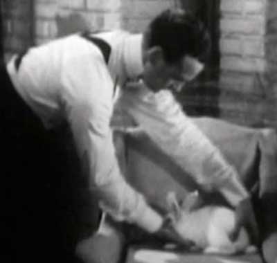 David Niven picking up a rabbit to be hypnotized