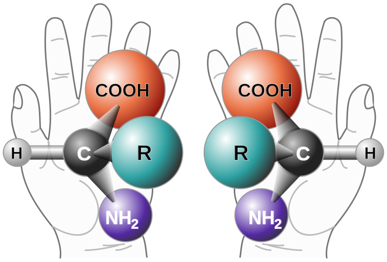 Chemistry demonstrates chiral molecules with the help of left and right hands