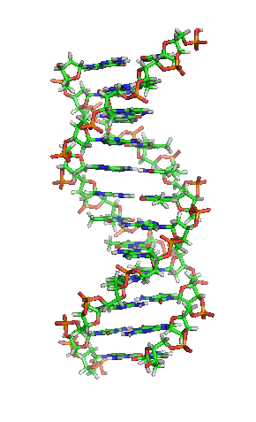 Rotating double-helix DNA molecule